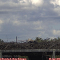 15_10-mast.jpg