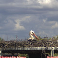 15_15-mast.jpg