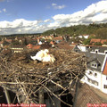 15_15-nest.jpg