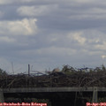 15_20-mast.jpg