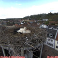 15_20-nest.jpg