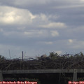 15_25-mast.jpg