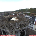 15_25-nest.jpg