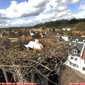 15_30-nest.jpg