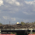 15_35-mast.jpg