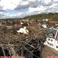 15_35-nest.jpg