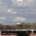 15_40-mast.jpg