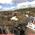 15_40-nest.jpg