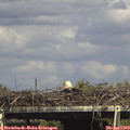 15_45-mast.jpg