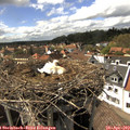 15_45-nest.jpg