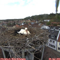 15_50-nest.jpg