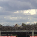 15_55-mast.jpg