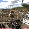 16_00-nest.jpg