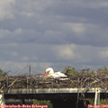16_05-mast.jpg