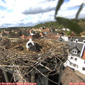 16_05-nest.jpg