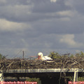 16_10-mast.jpg