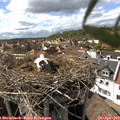16_10-nest.jpg