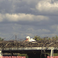 16_15-mast.jpg