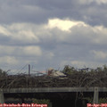 16_20-mast.jpg