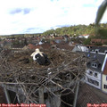 16_20-nest.jpg