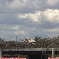 16_25-mast.jpg