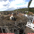 16_25-nest.jpg