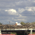 16_30-mast.jpg