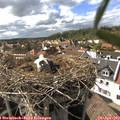 16_30-nest.jpg
