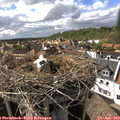 16_35-nest.jpg