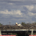 16_40-mast.jpg