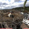 16_40-nest.jpg