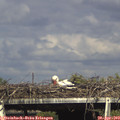 16_45-mast.jpg