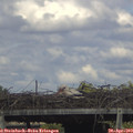 16_50-mast.jpg