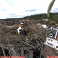16_50-nest.jpg