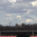 16_55-mast.jpg