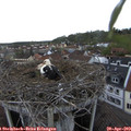 16_55-nest.jpg