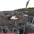 17_00-nest.jpg