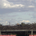 17_05-mast.jpg