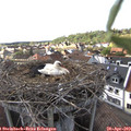 17_05-nest.jpg