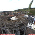 17_10-nest.jpg