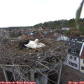 17_20-nest.jpg