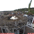 17_25-nest.jpg