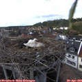 17_30-nest.jpg