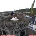 17_35-nest.jpg