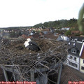 17_45-nest.jpg