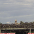 17_50-mast.jpg