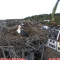 17_50-nest.jpg