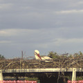17_55-mast.jpg