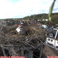 17_55-nest.jpg