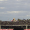 18_00-mast.jpg